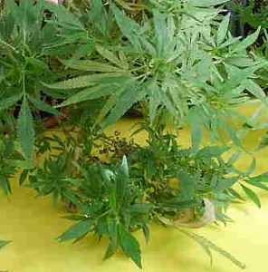THC ist in Hanfpflanzen (Cannabis sativa) enthalten.