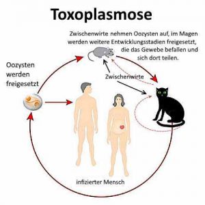 Toxoplasmose wird über Zwischenwite auf den Menschen übertragen.