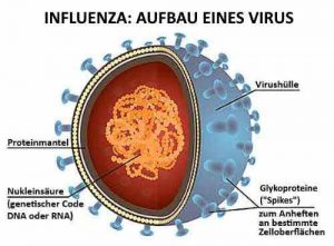 Grippe wird ausgelöst durch das Influenza Virus.