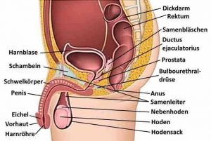 Prostatakrebs - Lage der Vorsteherdrüse im männlichen Becken