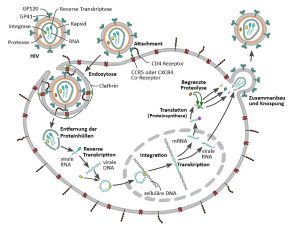  Ein HI-Virus befällt eine Wirtszelle.