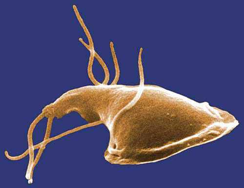 hány pinworm tojás él a szervezetben élő paraziták kezelése népi gyógyszerekkel