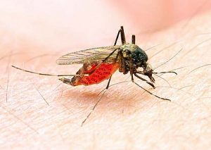 Überträger des Malaria Erregers Plasmodium ist die Anopheles Mücke.