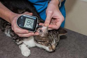 Mit einem Blutzuckermessgerät können Sie die Blutzuckerwerte Ihrer Katze überwachen.