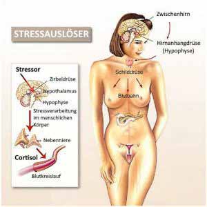 Stress führt zu einem Anstieg des Cortisolspiegels.