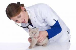Welche Kriterien es vor dem Kaufen die Blutzuckermessgerät für katzen test zu untersuchen gilt