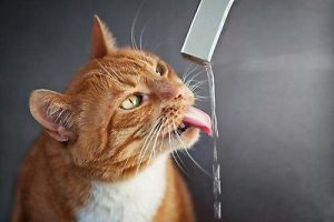 Ständiger Durst kann auf einen Diabetes bei Katzen hinweisen. 