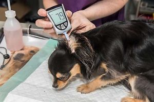 Ein Blutzuckermessgerät fur Hunde ermöglicht die Diagnose von Diabetes beim Hund.