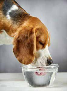 Diabetes beim Hund äußert sich durch ständigen Durst und Müdigkeit.