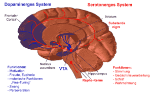 Serotonin wird im Zentralnervensystem produziert.