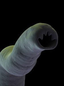 Hakenwürmer sind Darmparasiten, die sich im Dünndarm ansiedeln.